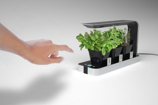 BB Little Garden fragrances your cooking experience_1