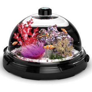 Tabletop Saltwater Aquarium