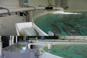 Aquaculture - yoovee ultraviolet water sterlisation