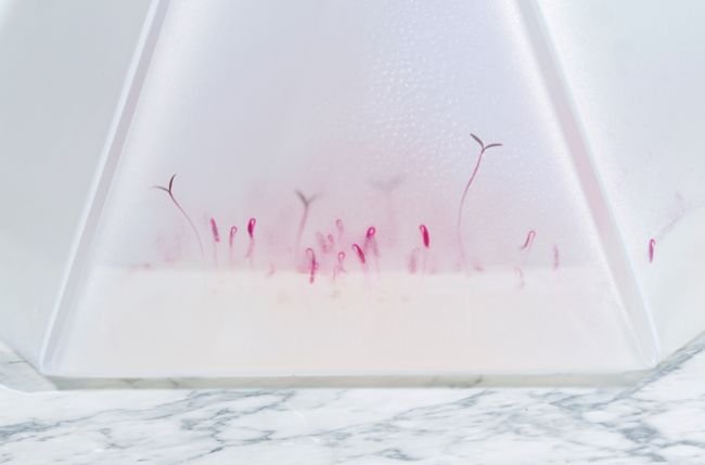 Microgarden by Tomorrow Machine_5