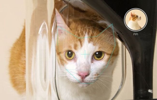 Bistro Smart Feeder for cats_2
