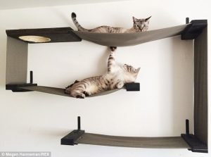 Cat_Designer_Furniture