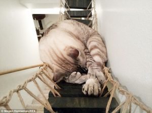 Cat_Designer_Furniture_1