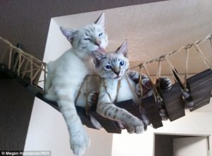 Cat_Designer_Furniture_2