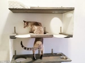 Cat_Designer_Furniture_3