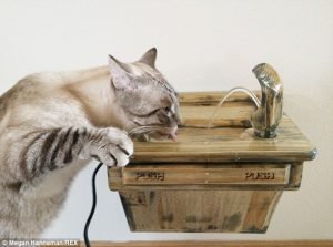 Cat_Designer_Furniture_5