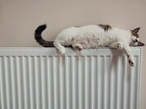 cat on top of radiator