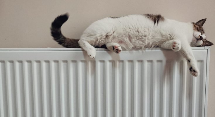 cat on top of radiator