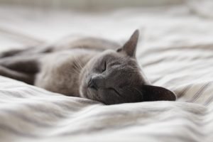 cat sleeping on bed