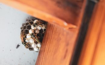 wasp nest on window