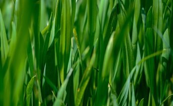 green lawn grass detail