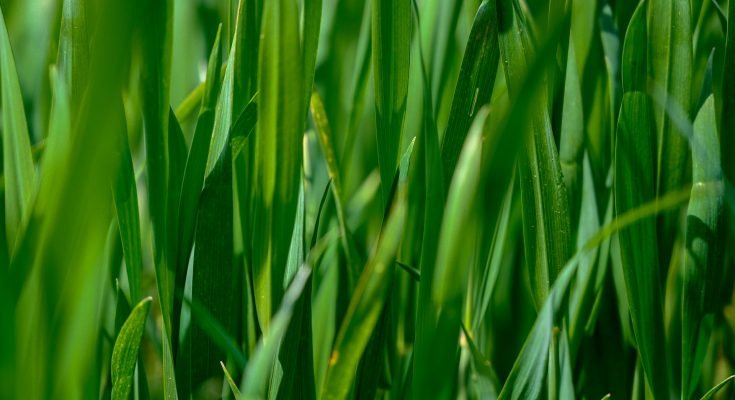 green lawn grass detail