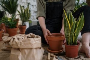 potting in garden