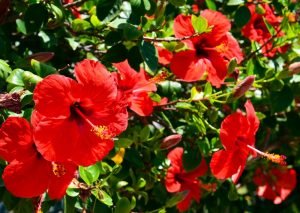 how to grow hibiscus plant