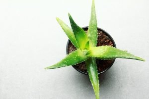 aloe vera in pot