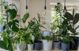 plants for interiors