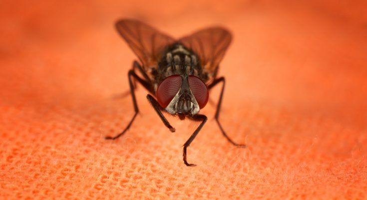 common fly