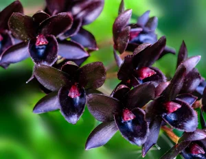 black orchid