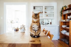 cat sitting on living room table