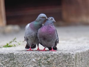 two pigeons